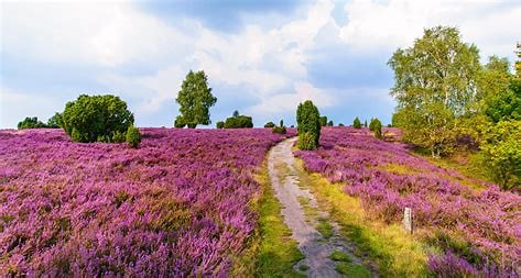 Weekreis  naar de Lüneburgerheide  snel ‘UITVERKOCHT’  !