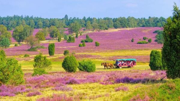 Herinneringen aan de KBO reis naar de Lüneburgerheide in juni 2024