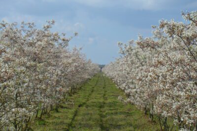 Mooie bloesemtocht bij Fruitbedrijf Stappers (zaterdag 12 april a.s.)