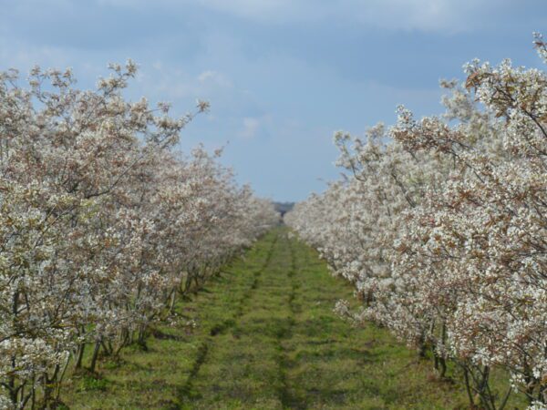 Mooie bloesemtocht bij Fruitbedrijf Stappers (zaterdag 12 april a.s.)