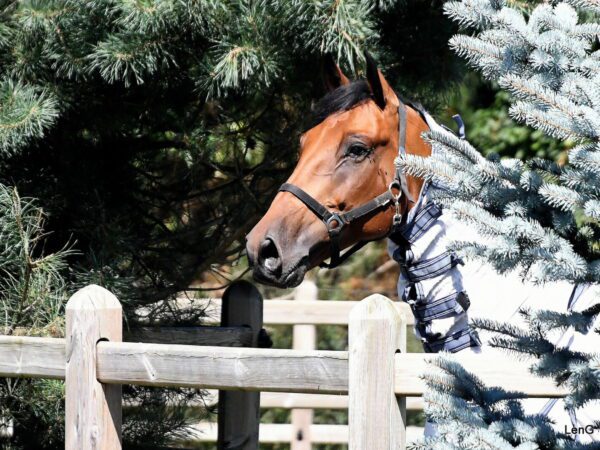 Indrukwekkende middag bij Carpe Diem Equestrian Team